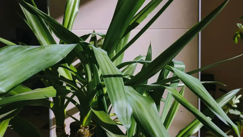 Elegant Dracaena plant with long leaves