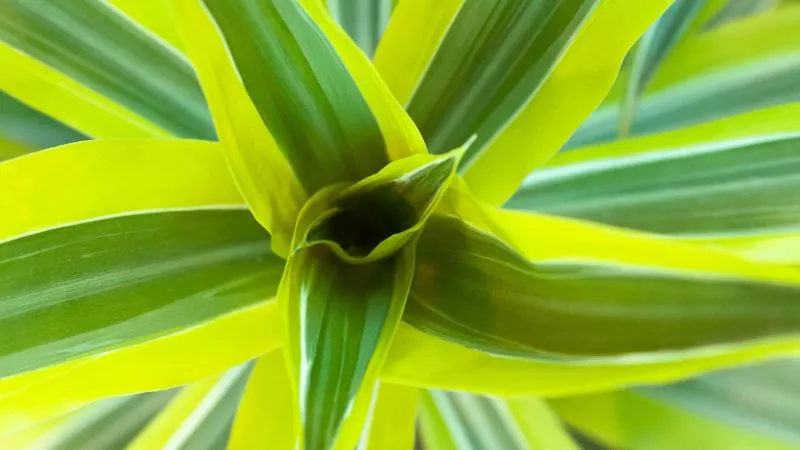 Close-up of Dracaena plant leaves
