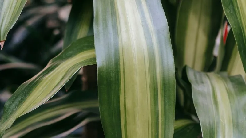 Dracaena plant decorating living room