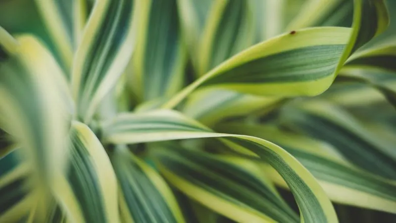 Healthy Dracaena indoor plant