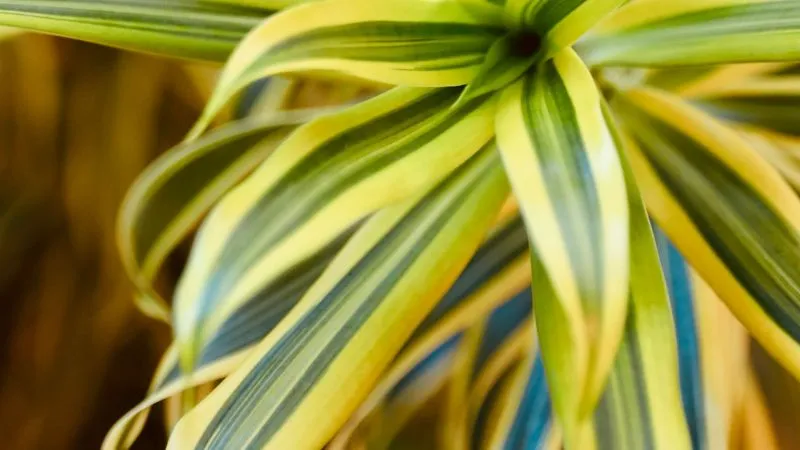 Dracaena plant in ceramic planter