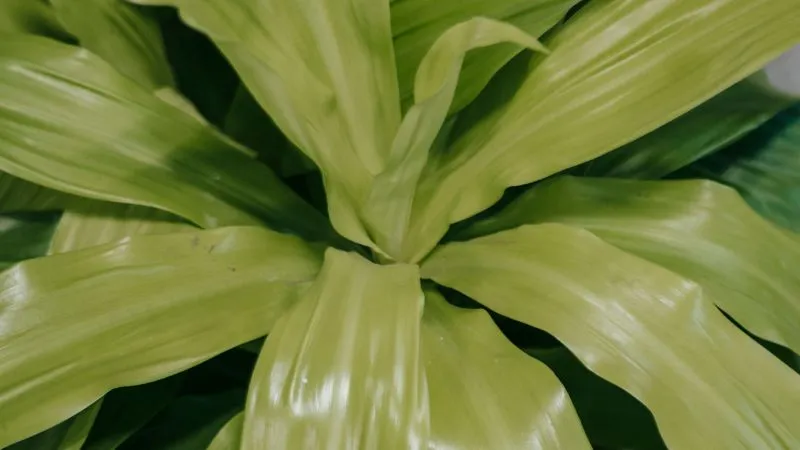 Mature Dracaena with tall green foliage