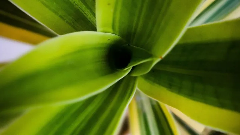 Natural beauty of Dracaena plant