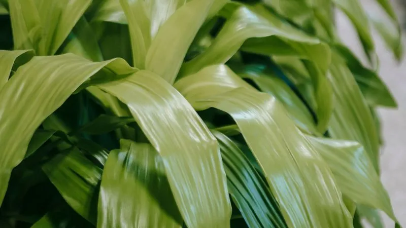 Tropical Dracaena houseplant