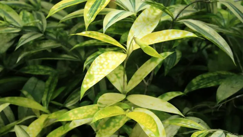 Indoor display of Dracaena plant