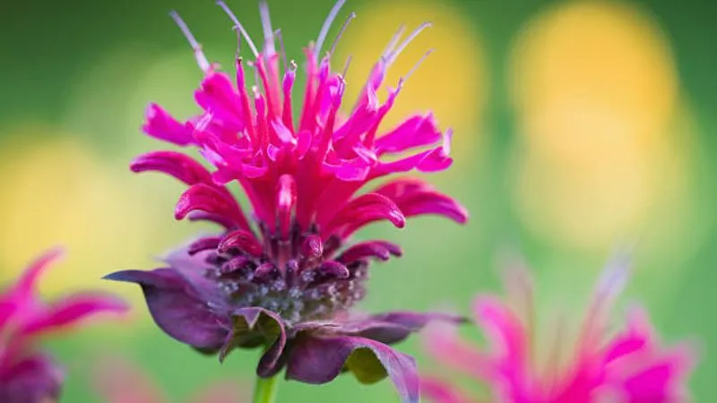 Healthy foliage Bee Balm flower and growing in a garden setting.