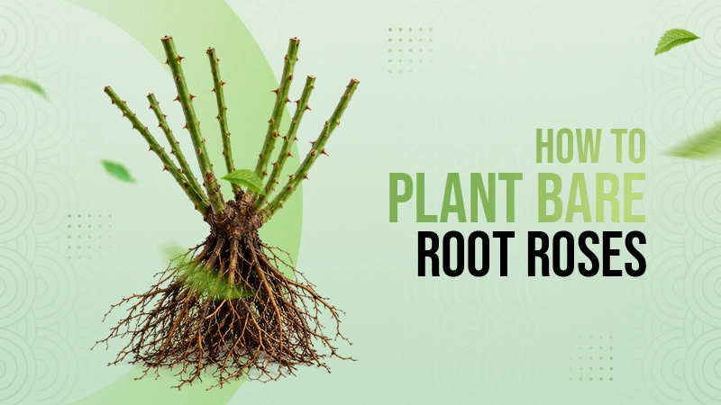 how to plant bare root roses