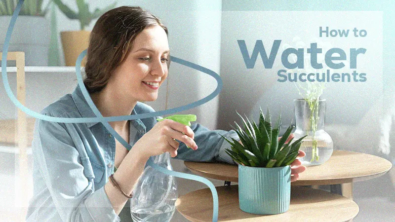 how to water succulents