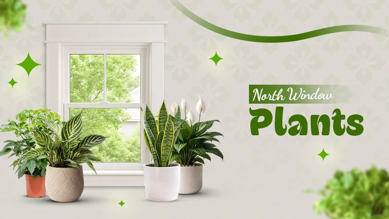 north window plants