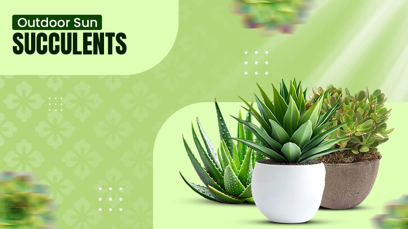 outdoor sun succulents