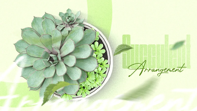 succulent arrangement ideas