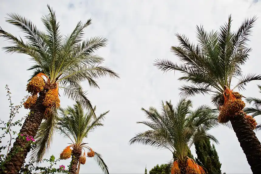 A date palm tree