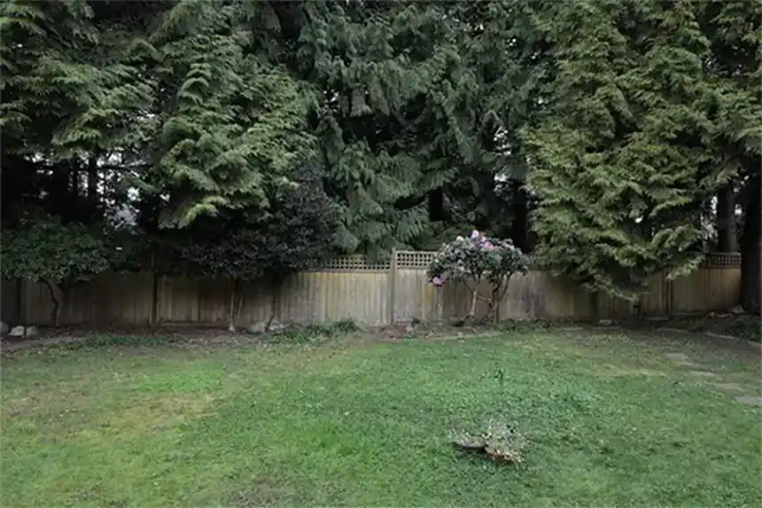 A young replacement tree newly planted in a sunny backyard