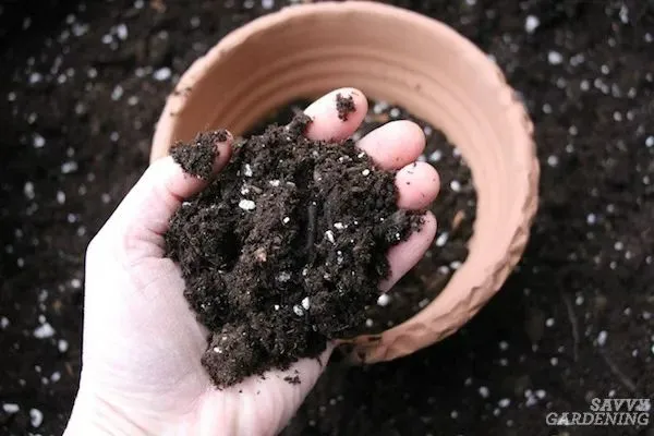 Adding fresh potting mix