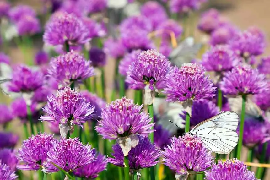 Allium