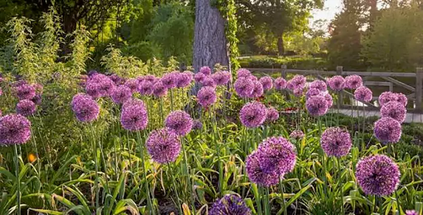Allium