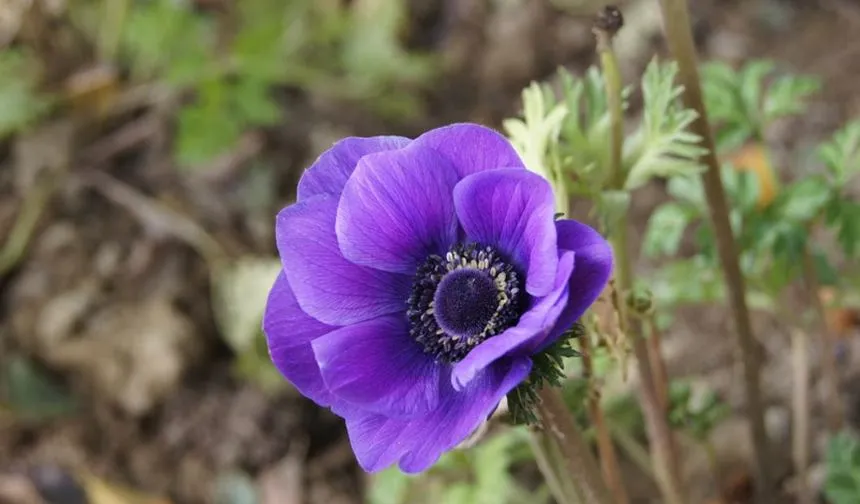 Anemone