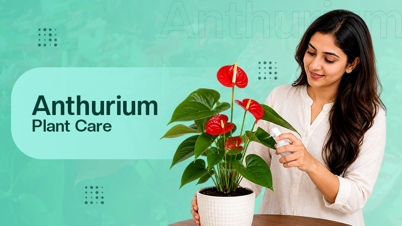 Anthurium Plant care