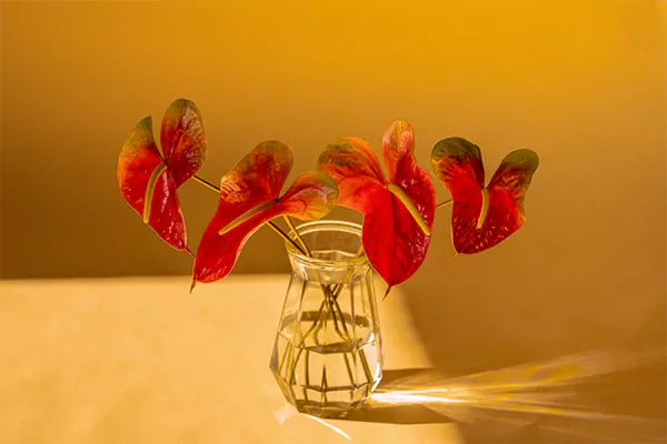 Anthurium plant