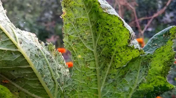 Aphids