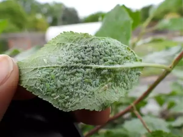 Aphids