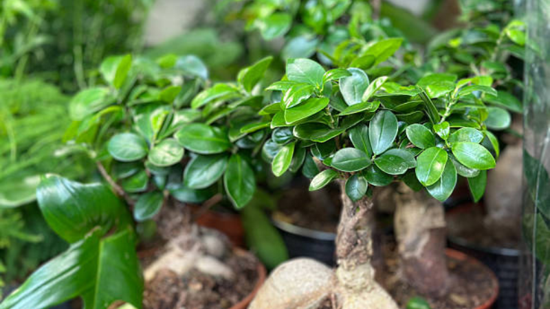 Artistic Ginseng Ficus bonsai with thick roots and glossy leaves