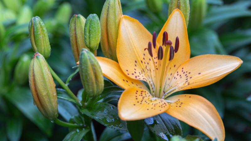 Featured Asiatic lily flower image