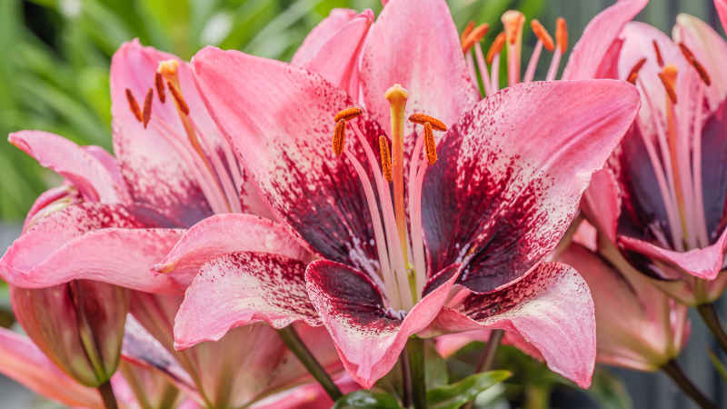 Asiatic lily flower blooming in a garden