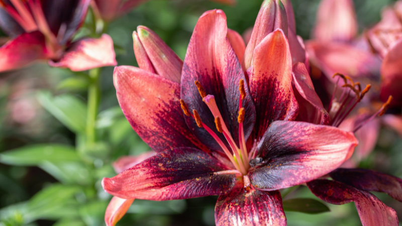 Elegant Asiatic lily blossom close-up