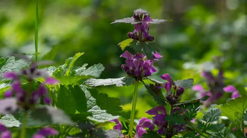 Sunlit Dead Nettle flower spike glowing against a soft green background with fine stem hairs visible.