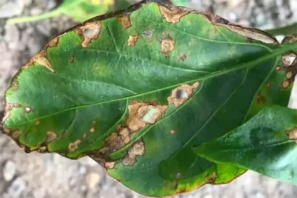Bacterial Leaf Spot