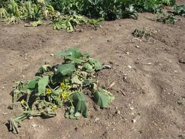 Bacterial wilt