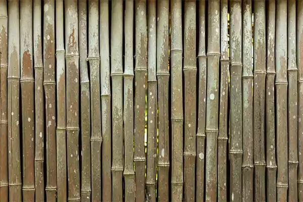 Bamboo Boundary