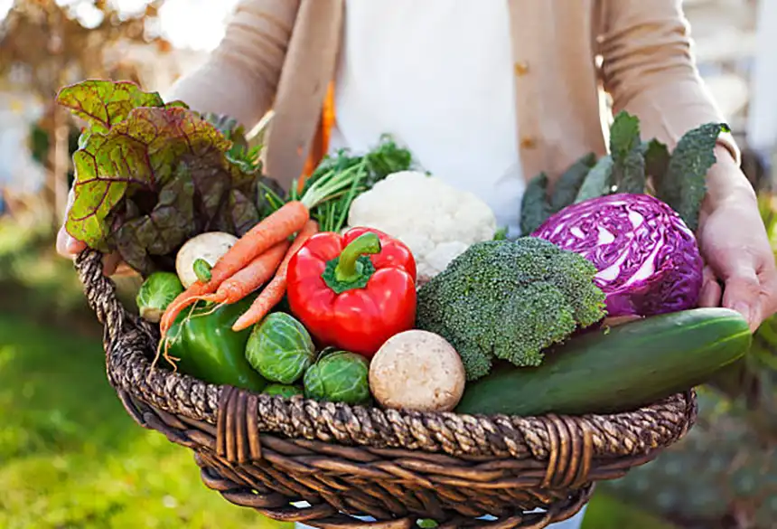 Basket of freshly harvested vegetables including Brussels sprouts sitting on a garden bed