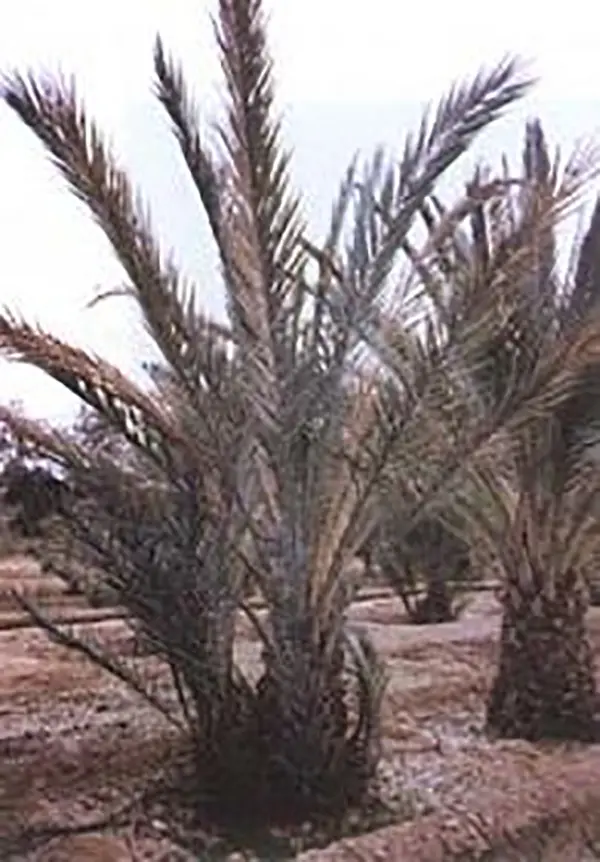 Bayoud