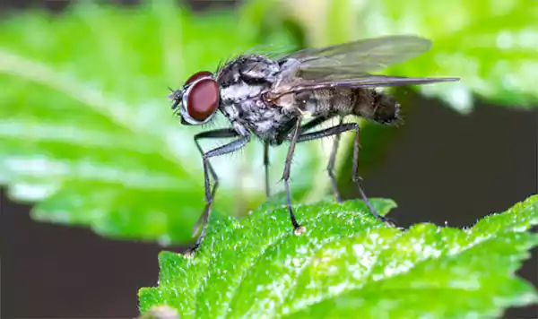 Bean Seed Fly