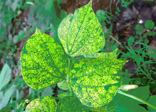 Bean mosaic virus