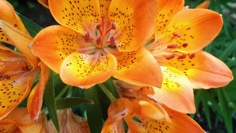 Beautiful Asiatic lily with vibrant petals