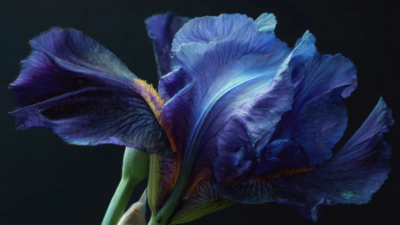 Beautiful Blue Iris with blue petals