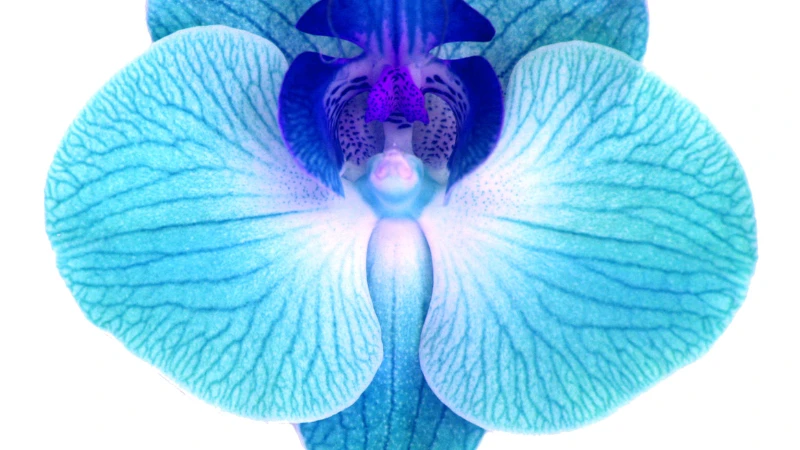 Beautiful blue orchid flower bloom