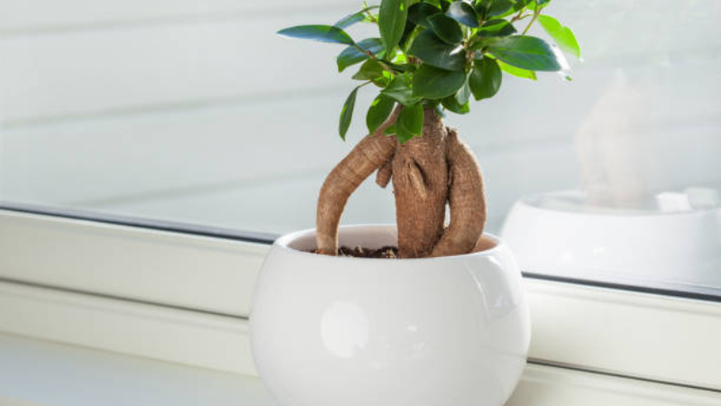 Beautiful Ginseng Ficus bonsai with lush leaves