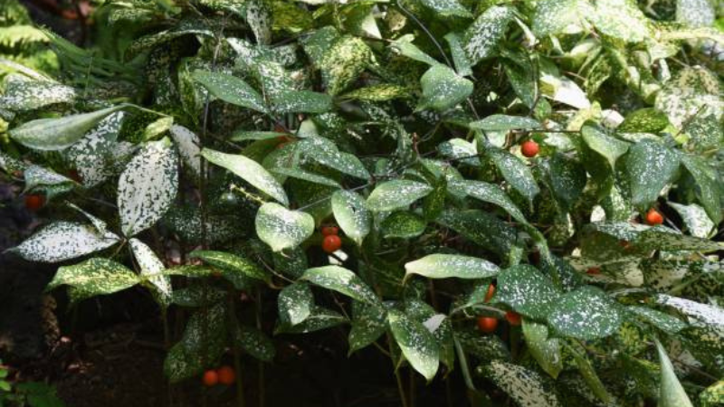Beautiful Gold Dust Plant with glossy foliage