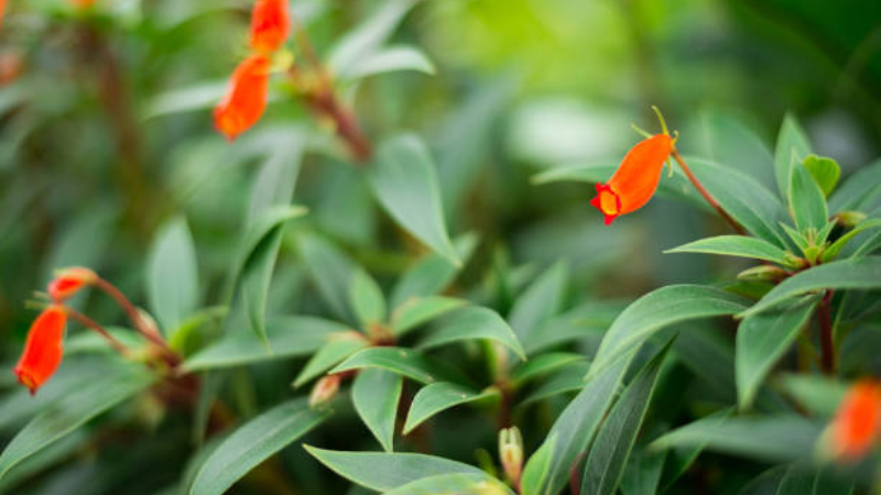 Beautiful Goldfish Plant with dense flowering stems
