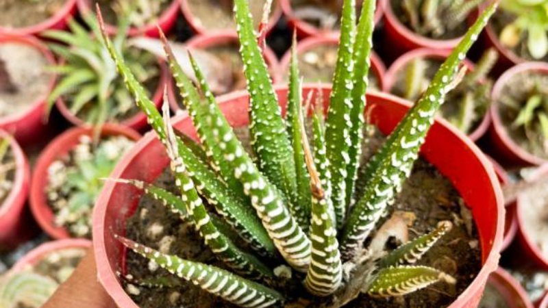 Potted Haworthia succulent plant indoors