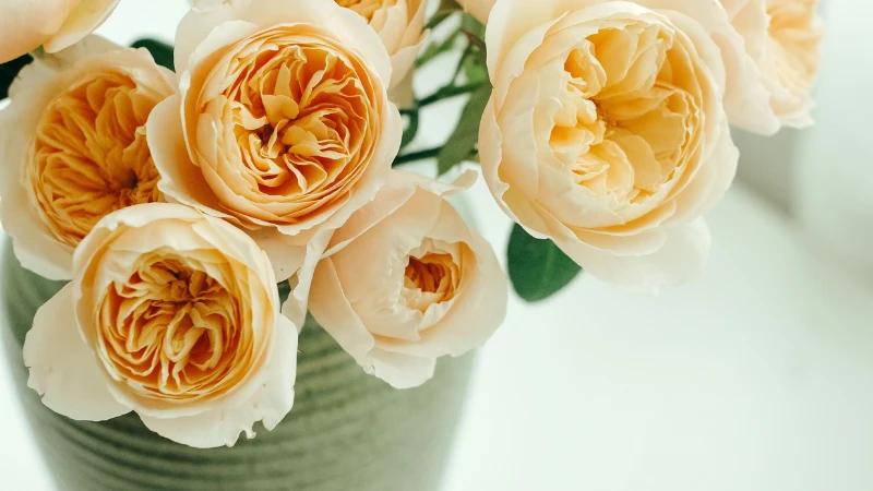 Beautiful Juliet rose flower bloom