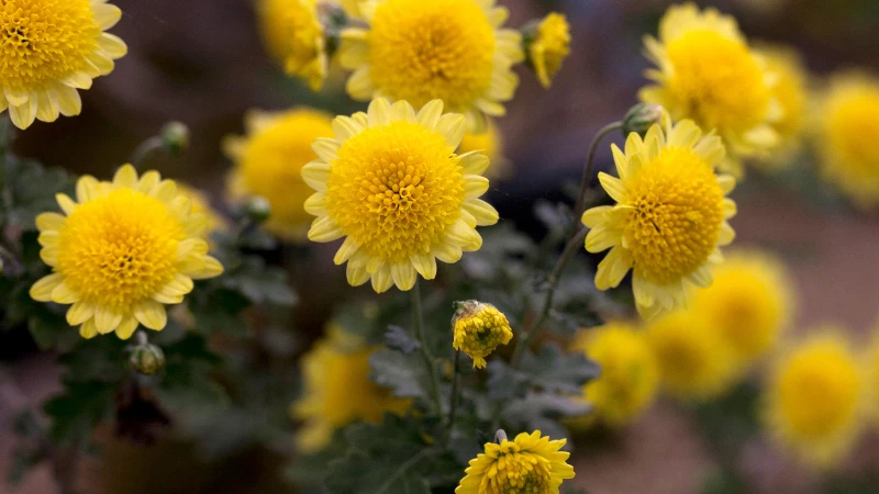 Beautiful mums chrysanthemum flower bloom