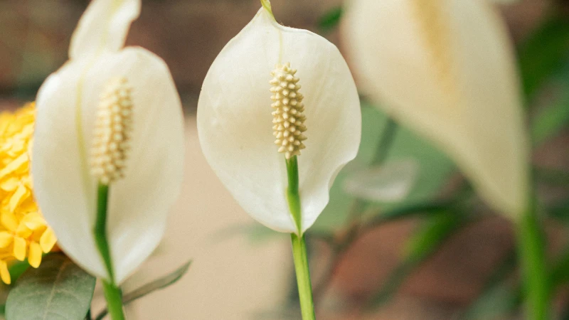 Beautiful peace lily in bloom