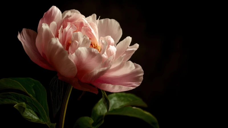 Beautiful peony flower in bloom