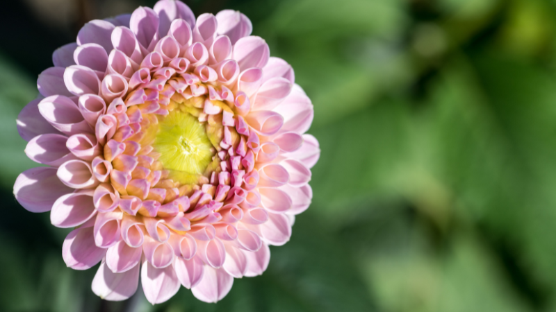 Beautiful Pink Dahlia bloom with layered petals
