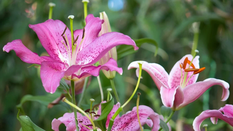 Beautiful pink lily in bloom